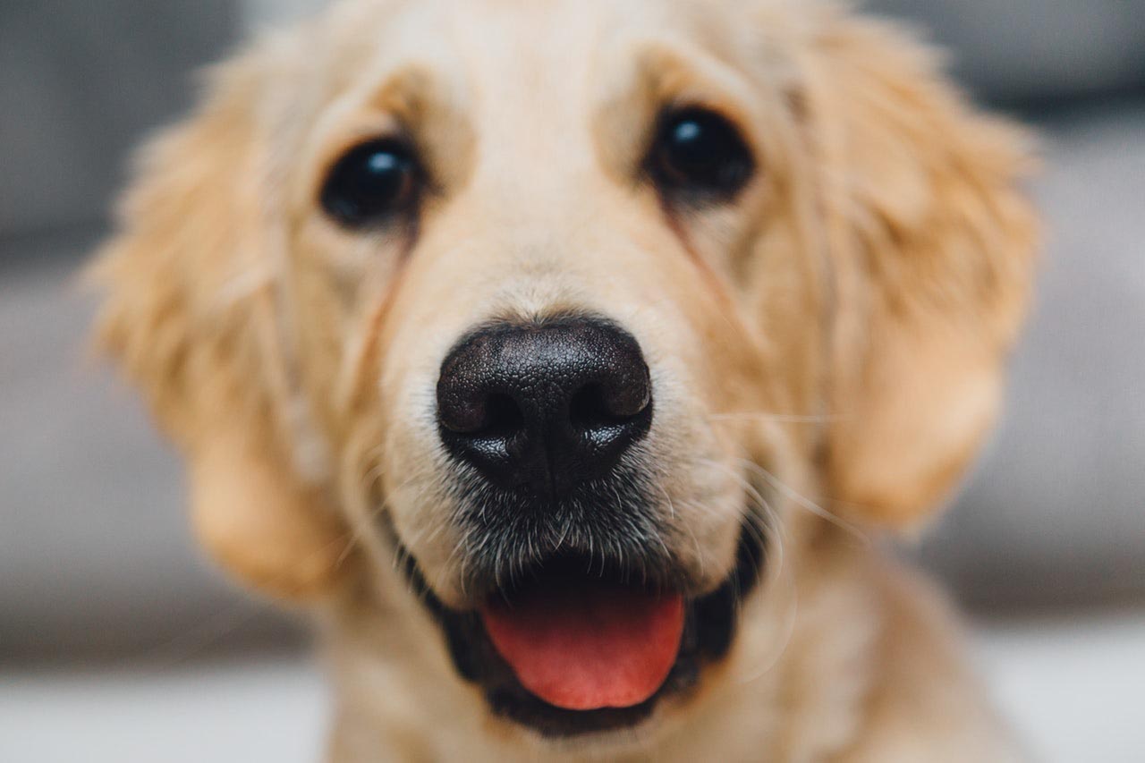 ,,Egy hangjelző kutya nem pótolja egy hallókészülék funkcióját, de kiválóan kiegészítheti azt.” – interjú Loványi Eszterrel